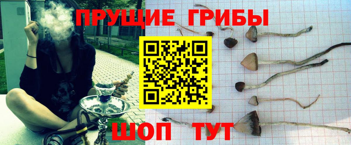 Псилоцибиновые грибы Cubensis Шебекино